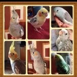 Natalie & Cailahs Birdie Bunch - @birdie_babies - Instagram