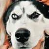 𓆉︎𓆉︎𓆉︎𓆉︎𓆉︎ - @cloudz.natalie - TikTok