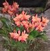 Nathalie Coolie - Facebook