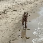 Natalie Lynch Dodds - @paw.resort - Instagram