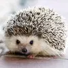 Natalie Dolan - @hedgehog_lover63 - TikTok