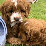 Natalie Duffy - @the_duffmiester - Instagram