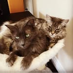Natalie & Emma 😻 - @soraskitties - Instagram