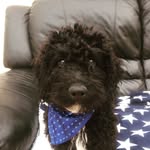 Natalie Emma - @lottie_the_cockapoopoo - Instagram