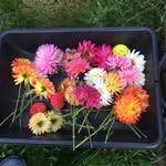 Natalie Evenson - @nataliesflowers98312 - Instagram