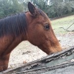 Natalie Fairchild and Ava Kurk - @horses192 - Instagram