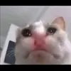 Natalie - @nataliefalco - TikTok