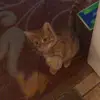 natalieefellows - @natalieefellows - TikTok
