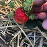 Natalie First Allotment - @allotment_newbie2020 - Instagram