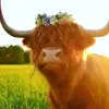 nataliegeddes2 - @nataliegeddes2 - TikTok