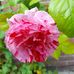 Natalie Glover - Facebook