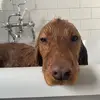 Red Ralph 🐾 - @natalieheadlam - TikTok