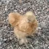 nataliehelfrich - @chicken_chick_101 - TikTok