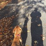 Natalie Kline - @walkingwithlukethedog - Instagram