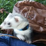 Natalie Kurth - @liciandragon - Instagram