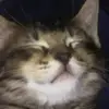 lordnatalie - @lordnatalie - TikTok