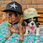 Natalie Lorusso - @paw.pals.furreva - Instagram