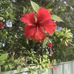 Natalie Lorusso - Facebook