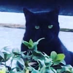 Natalie Lorusso - @animefana2007 - Instagram