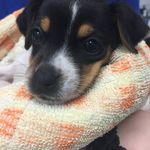 natalie lowry - @helpsavepuppyzero - Instagram