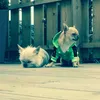 Natalie & Mathias  - @flipandcheek - TikTok