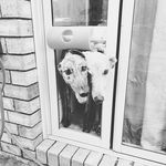 Natalie McCulloch - @the.dubious.hounds - Instagram