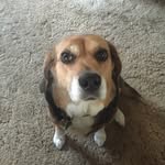 Natalie Rose McIntire - @natalie.the.dog - Instagram