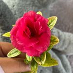 natalie pantoja - @sio10_2020_250 - Instagram