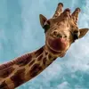 Natalie - @natalieparedes04 - TikTok