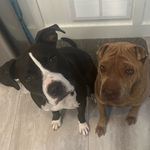 Natalie Pendergrass - @a_pit_and_a_pei - Instagram