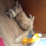 Natalie Peyton - @kingston_kitty_and_friends - Instagram