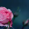 nataliepollock7 - @nataliepollock7 - TikTok