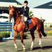 Natalie Pym Equestrian - Facebook