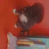 natalieragoonanan - @oreo_fluffball - TikTok