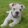 Erik the red - @natalierandle456 - TikTok