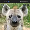 manuchiau - @natalierennhak65 - TikTok