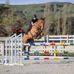 Natalie Rowles - @rowlesporthorses - Instagram