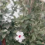 Natalie Rubin - Facebook