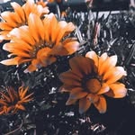 Natalie Storm Ferreira - @wheres_mytherapist_lol - Instagram