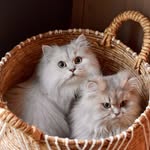 Natalie & Theodore - @natandtheo - Instagram