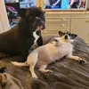 nat.... just a dog mum - @nataliethorndick - TikTok