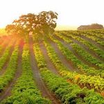 Natalie Tilley - @winerecruiter - Instagram