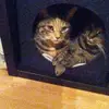 Nathalie Visser - @nathalie.visser6 - TikTok
