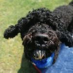 Natalie Wesson McSorley - @fussy_dog - Instagram