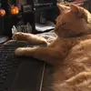 natalygraham95 - @n00dle95 - TikTok