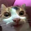 Natalie Rader - @unclemarthastewart - TikTok