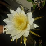 Natasha Banerjee - Facebook