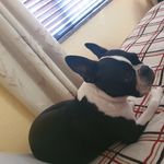 Natasha Barron - @barron4348 - Instagram