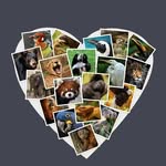 Natasha Benson Wildlife Photo - @natashabensonwildlifephoto - Instagram