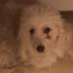 natasha - @natasha.the.bicken.bugget - Instagram